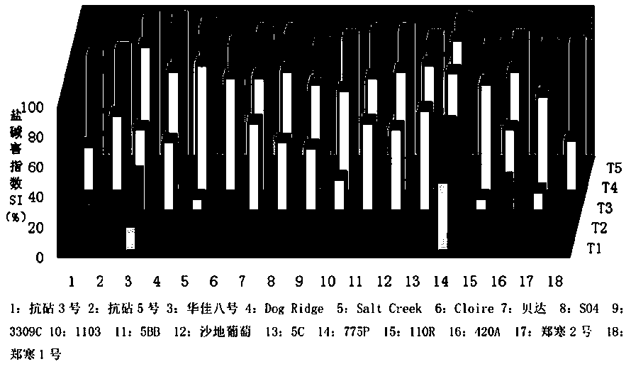 Breeding method of cold-resistant and saline-alkali-resistant grape stock