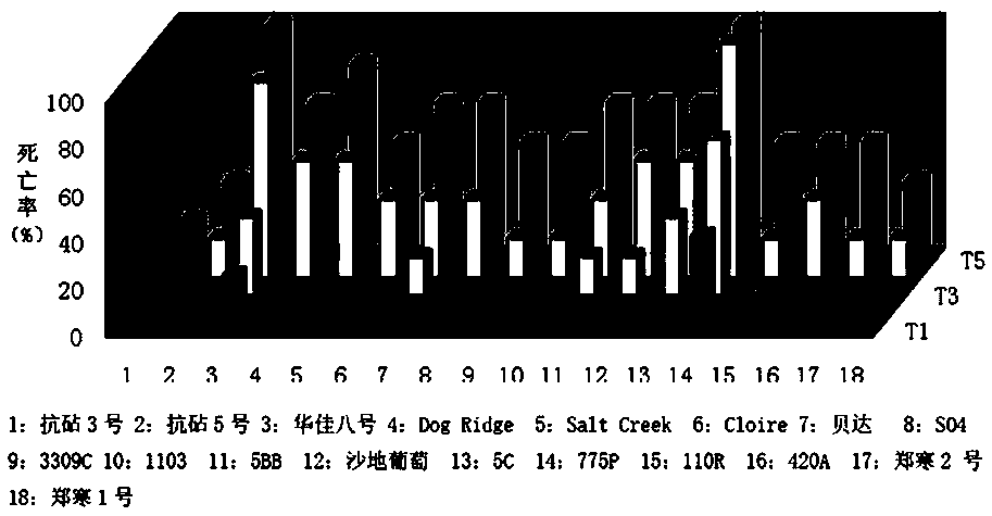 Breeding method of cold-resistant and saline-alkali-resistant grape stock