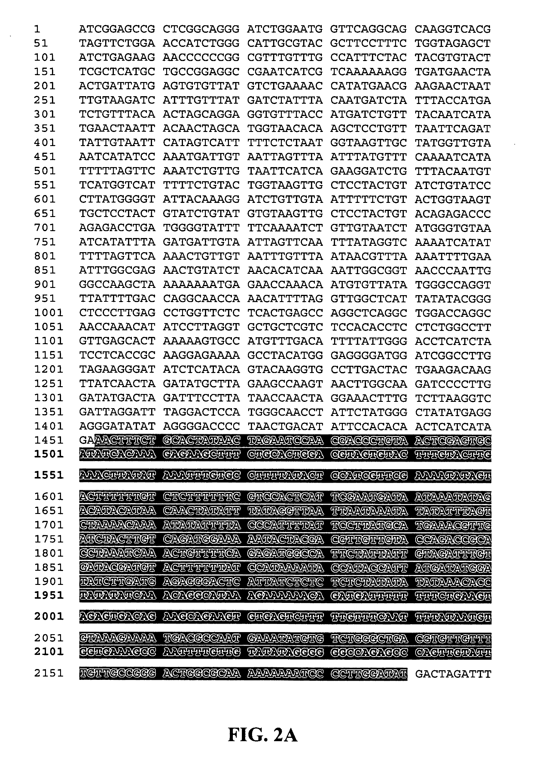 Maize promoter named CRWAQ81