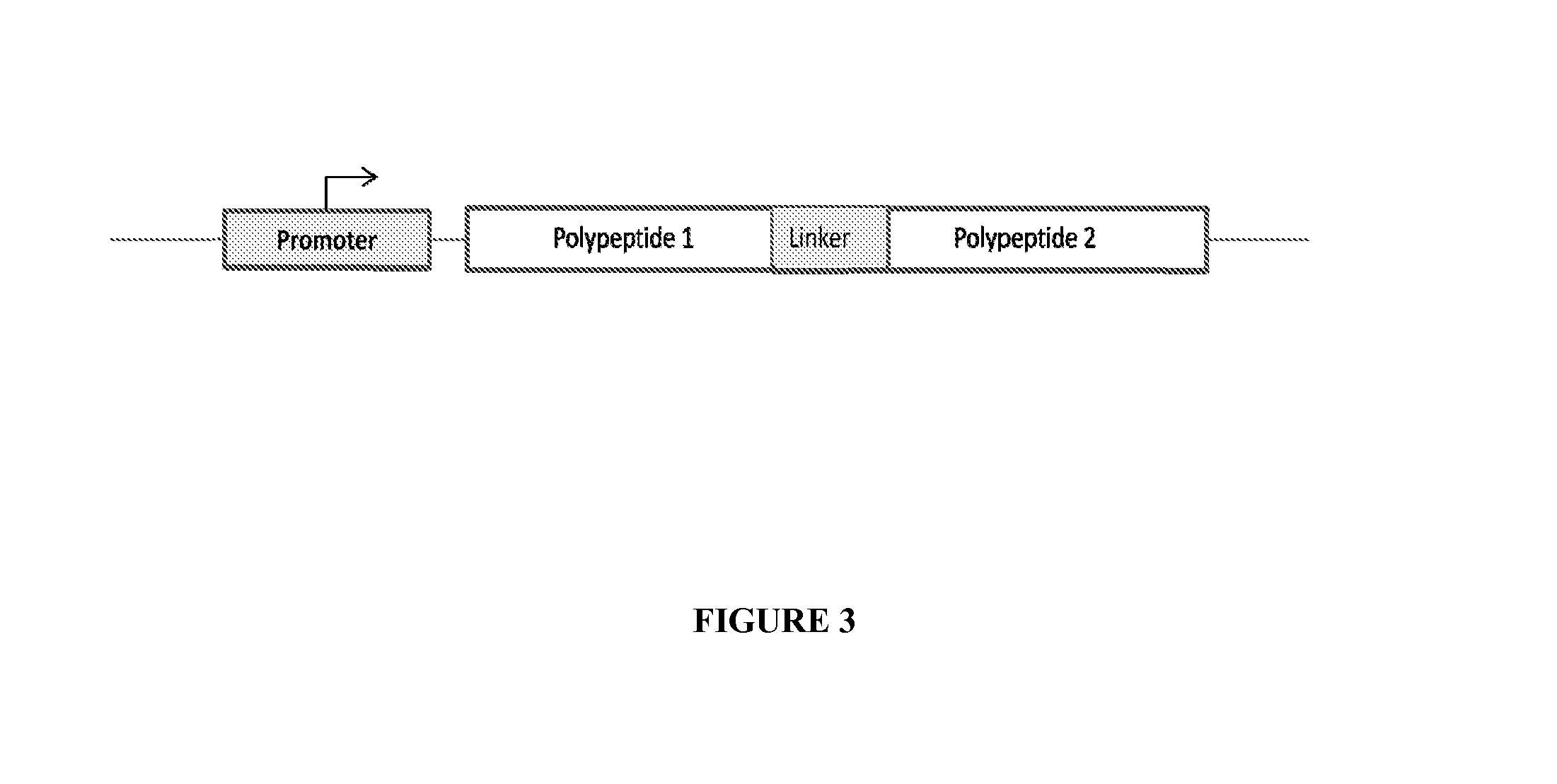 Fluorescent and colored proteins and methods for using them