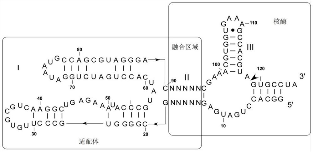 An RNA sensor for detecting thiamine pyrophosphate and its application