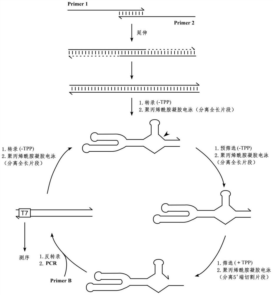 An RNA sensor for detecting thiamine pyrophosphate and its application