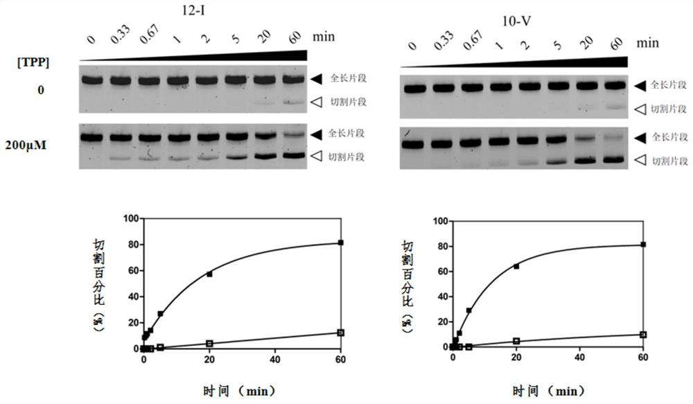 An RNA sensor for detecting thiamine pyrophosphate and its application