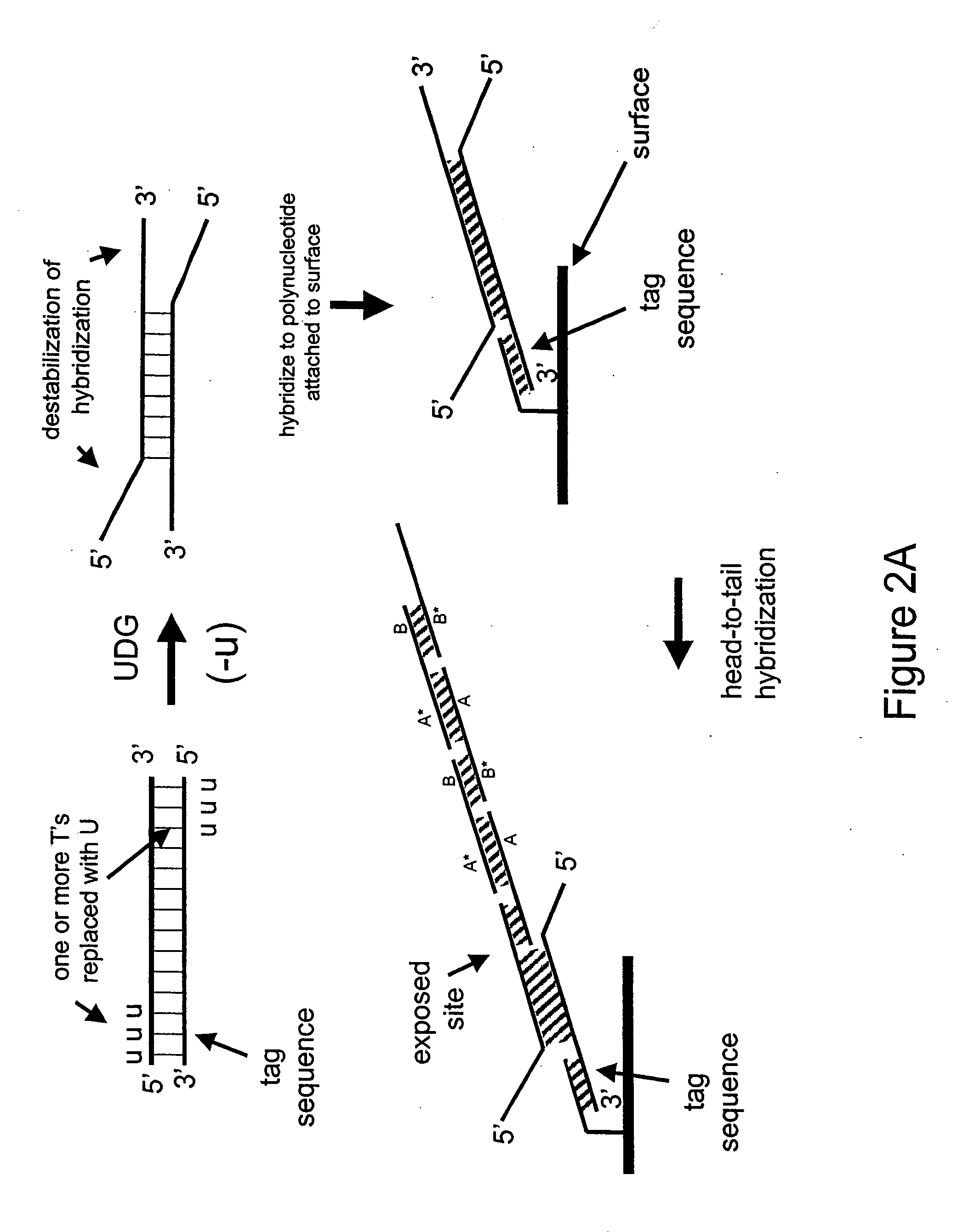 Nucleic acid hybridization methods