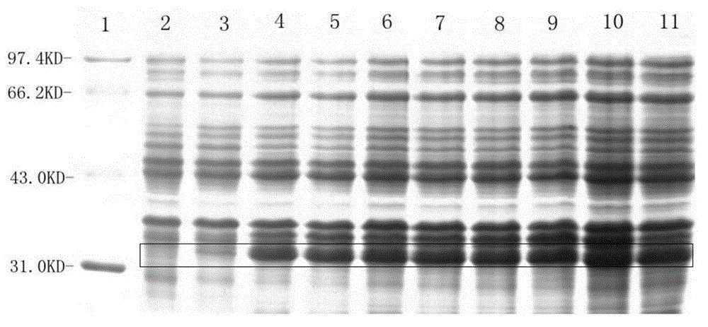 Method for preparing recombinant human nerve growth factor by using Escherichia coli expression system