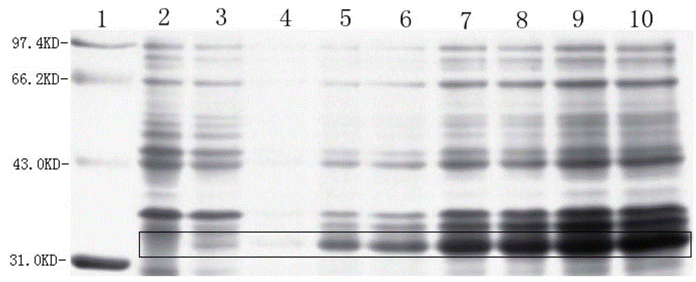 Method for preparing recombinant human nerve growth factor by using Escherichia coli expression system