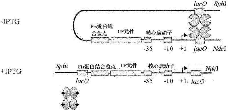 RRNA mosaic promoter and expression vector containing same