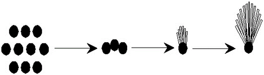 Preparation method of fascicular magnesium carbonate trihydrate crystals