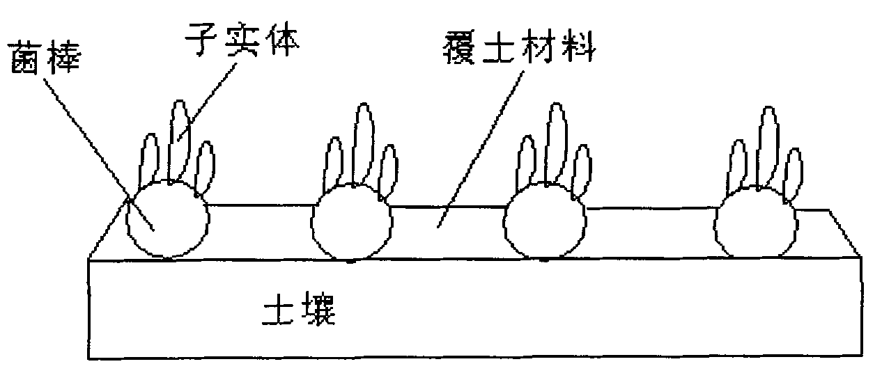 Culture method of snow white mushroom strains and sporocarps