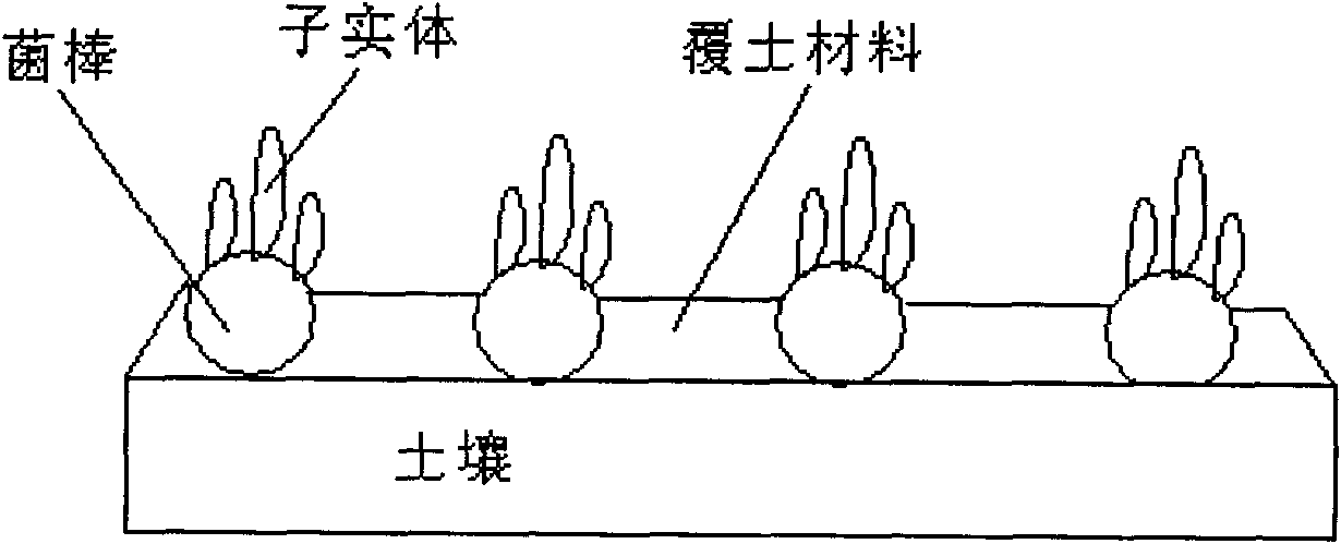 Culture method of snow white mushroom strains and sporocarps