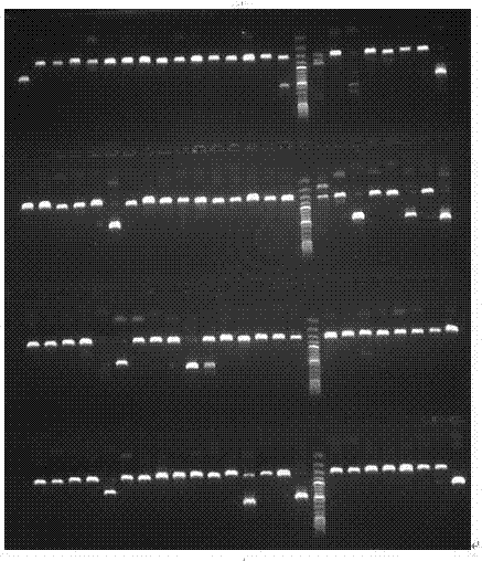 SNP marker associated with bacterial septicemia of schizothorax prenanti and application of SNP marker