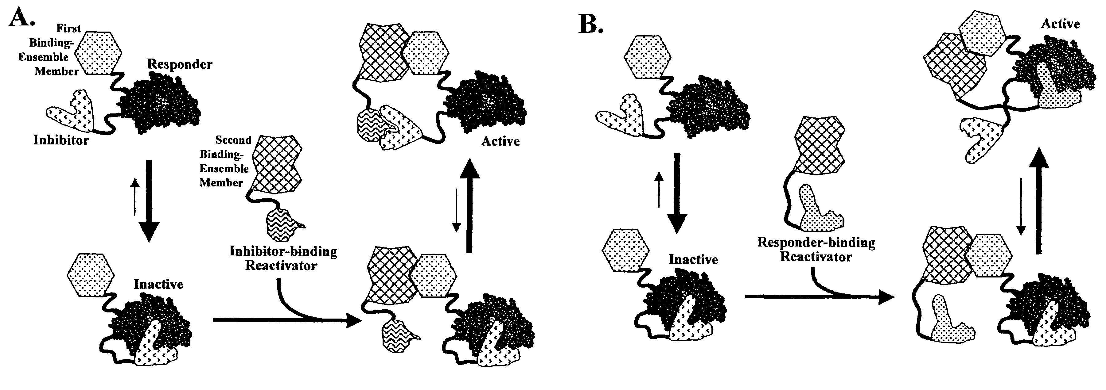 Reactivation-based molecular interaction sensors