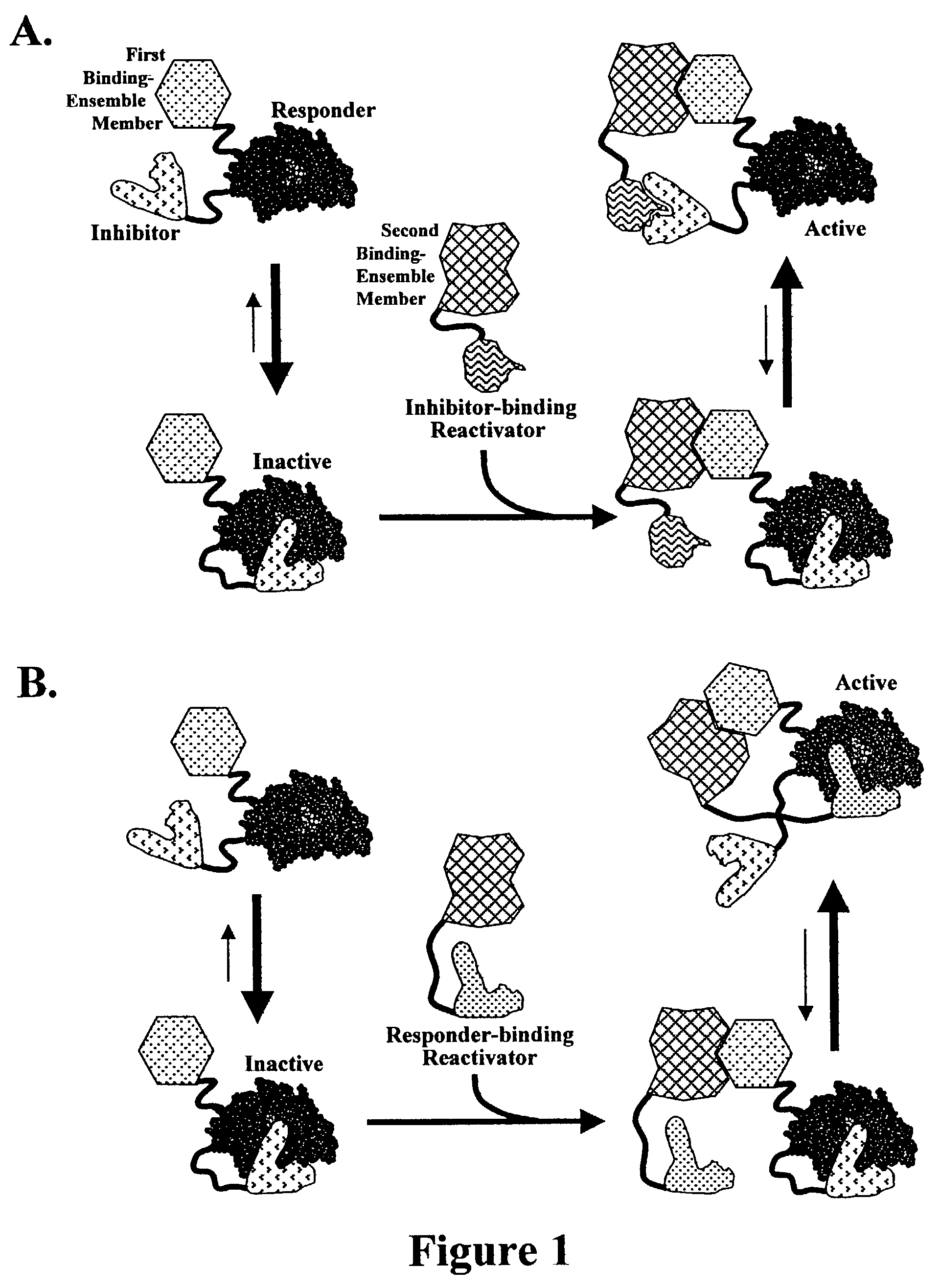 Reactivation-based molecular interaction sensors