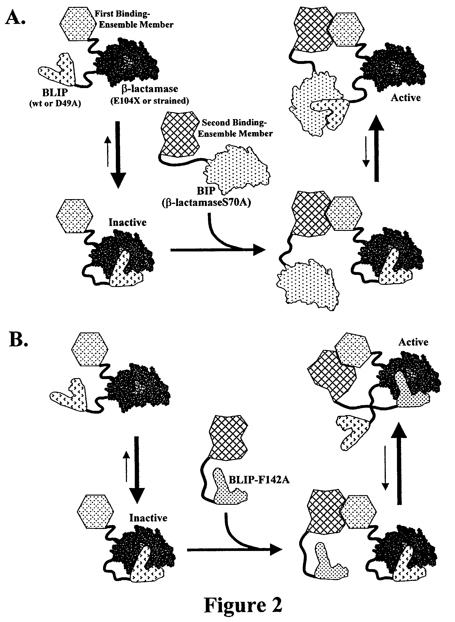 Reactivation-based molecular interaction sensors