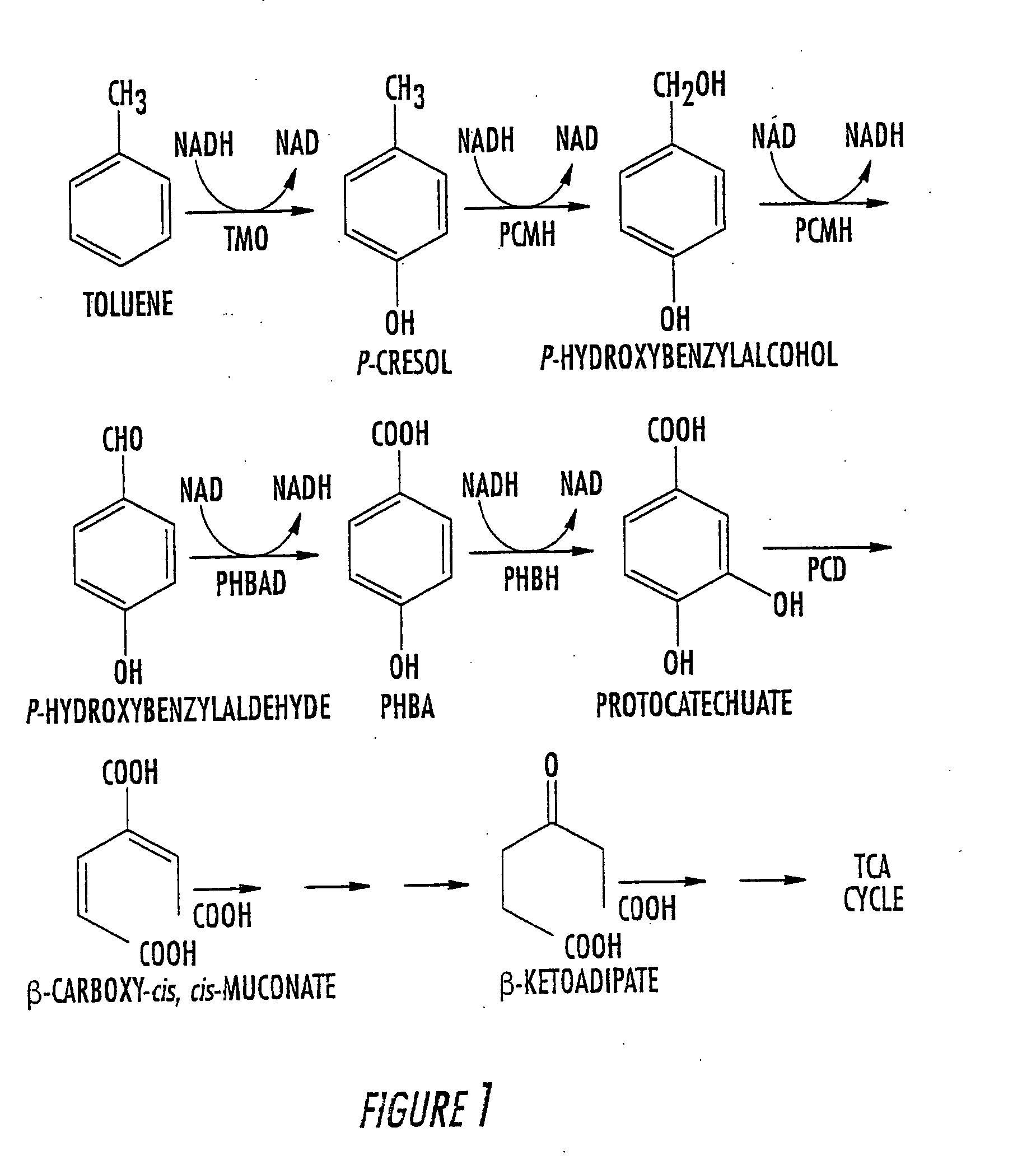 Method for the production of p-hydroxybenzoate in species of Pseudomonas and agrobacterium