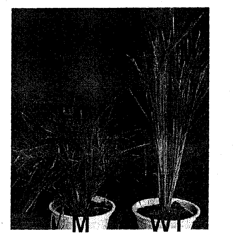 Rice dwarf straw leaf roll mutant (cd1) gene and application thereof