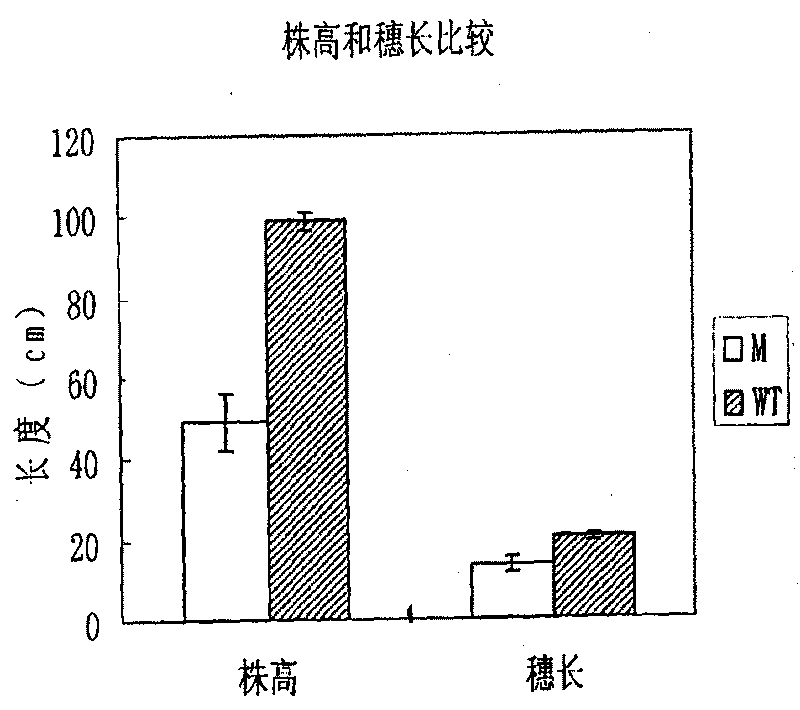 Rice dwarf straw leaf roll mutant (cd1) gene and application thereof