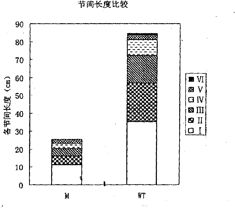 Rice dwarf straw leaf roll mutant (cd1) gene and application thereof