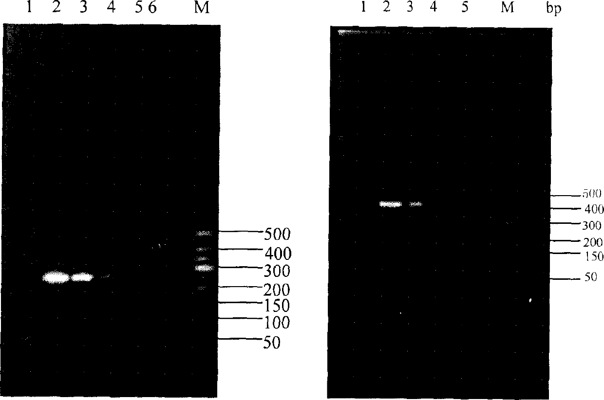 Method for separating and purifying insect pathogenic fungoid thallus from infected insect haemolymph