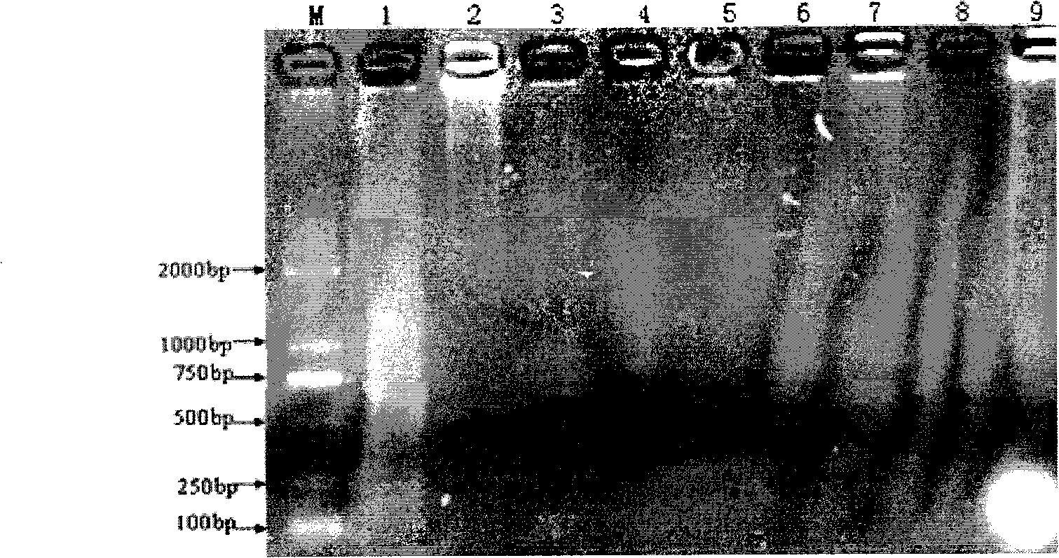 Kit for quickly extracting plant genome and applications thereof