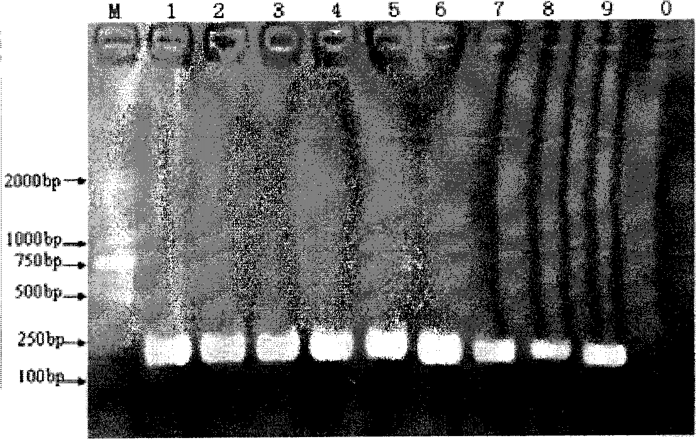 Kit for quickly extracting plant genome and applications thereof