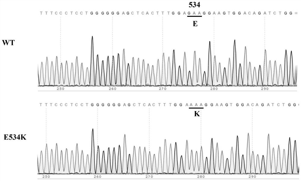 A kind of cd163 mutant and its application