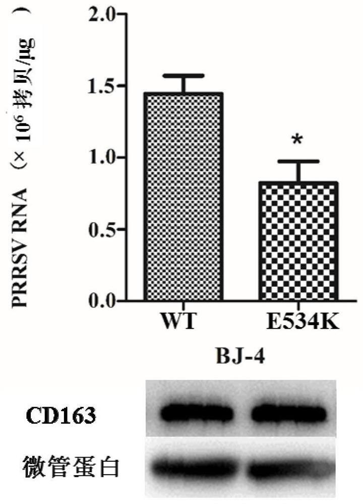 A kind of cd163 mutant and its application