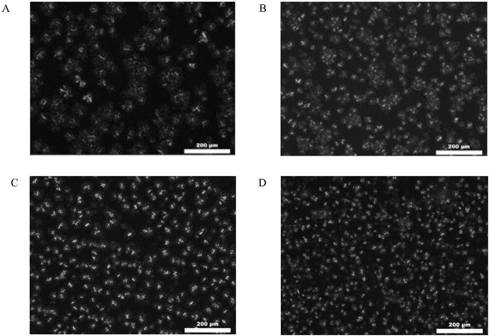 Method for promoting grease crystallization with high-strength ultrasonic coupling emulsifier