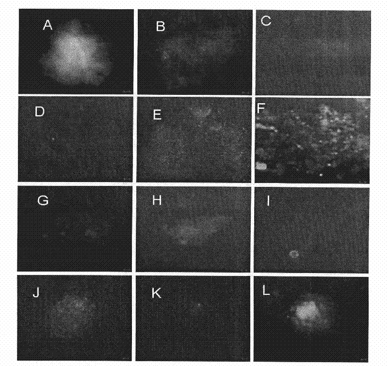 A kind of in vitro isolation and culture method of goat male reproductive stem cells