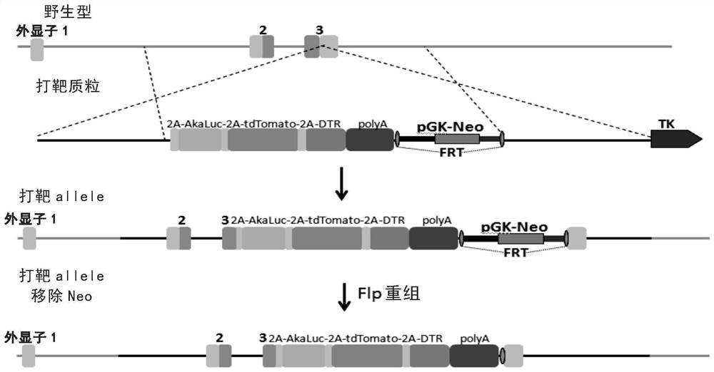 A kind of construct and its application in preparation of animal senescent cell tracing and senescent cell clearing medicine