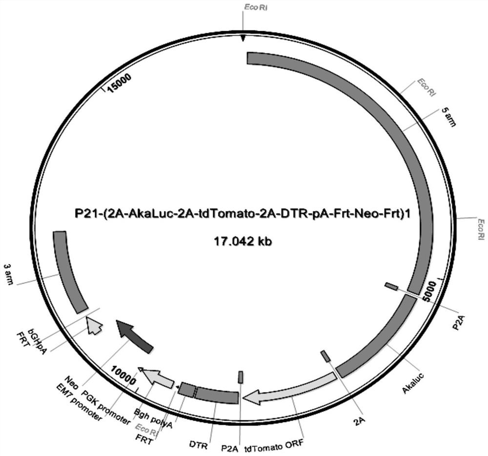 A kind of construct and its application in preparation of animal senescent cell tracing and senescent cell clearing medicine