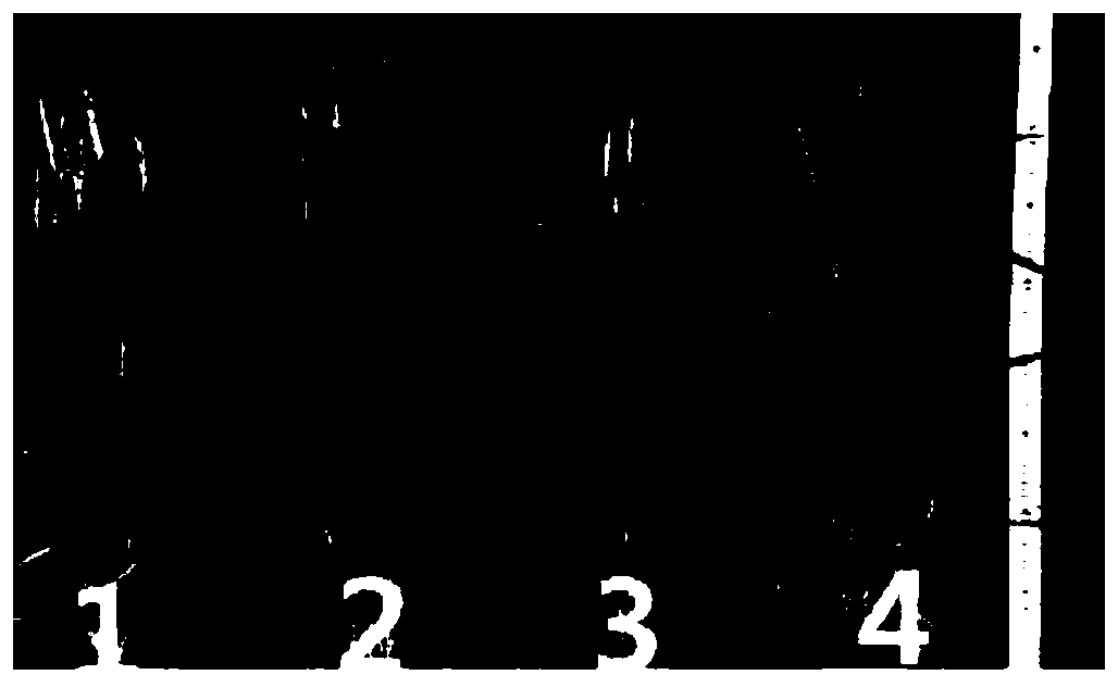 Method for increasing EMS induced mutation rate of wheat