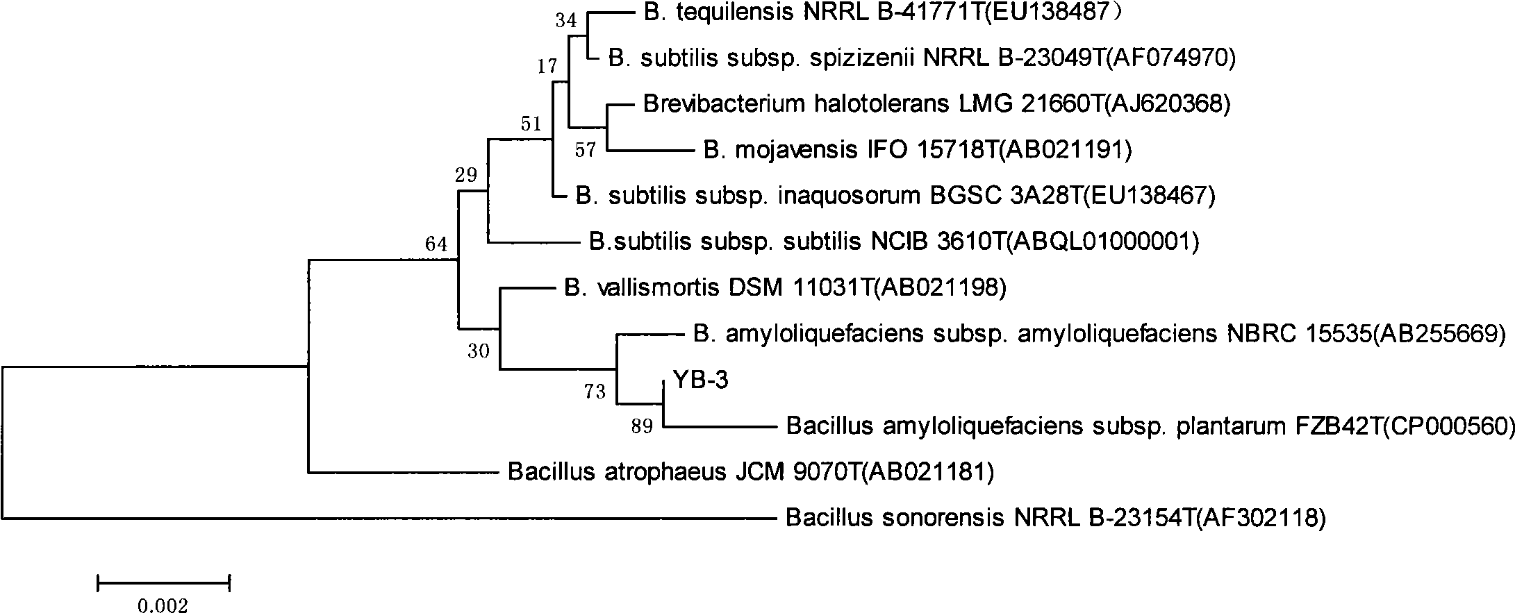 Bacillus amyloliquefaciens and application thereof