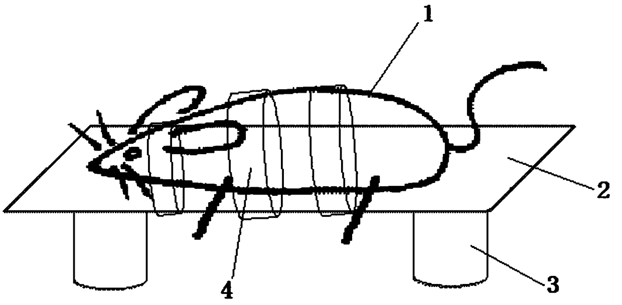 Method for measuring TMS movement threshold in mouse waking state