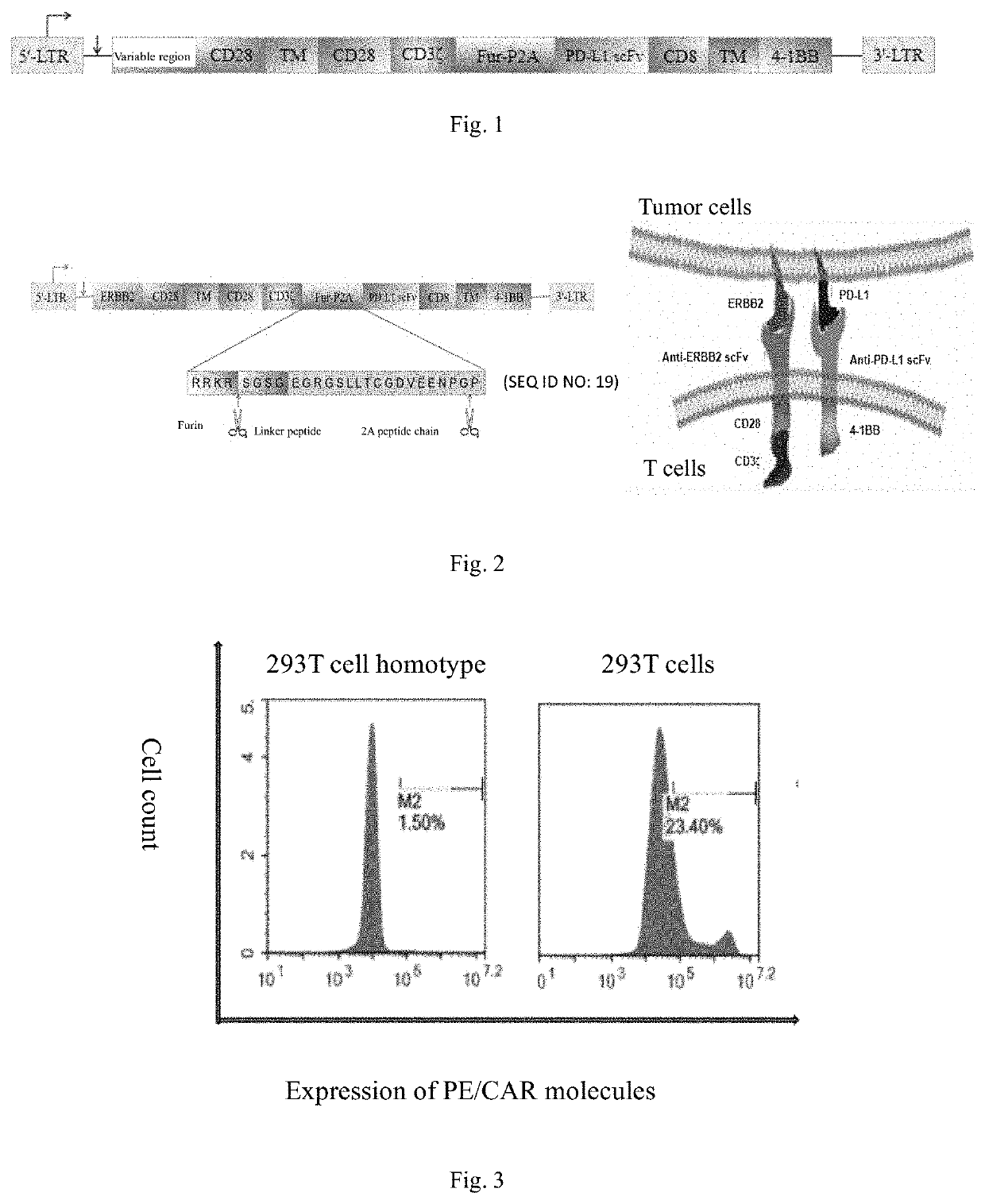 Genetically engineered dual-targeting chimeric antigen receptor and use thereof