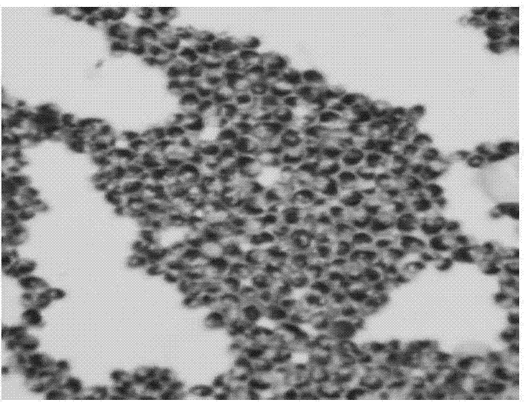 Method for extracting marine red shrimp astaxanthin from rhodotorula mucilaginosa