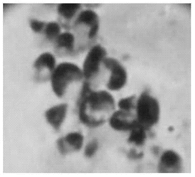 Method for extracting marine red shrimp astaxanthin from rhodotorula mucilaginosa