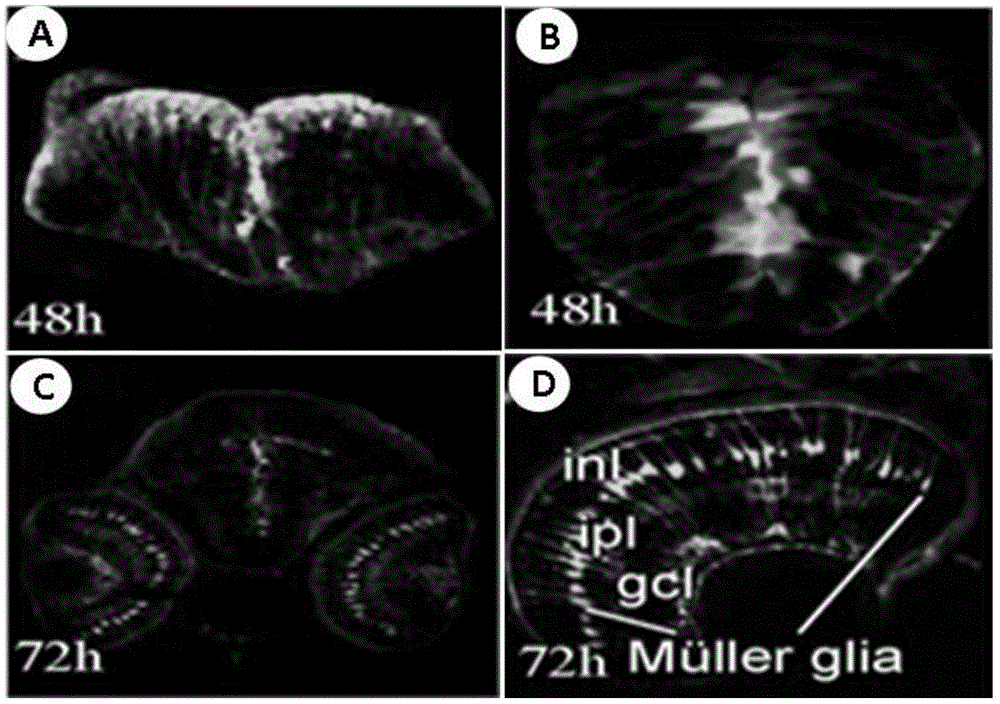 Zebrafish nervous tissue-specific enhancer and cloning and application thereof