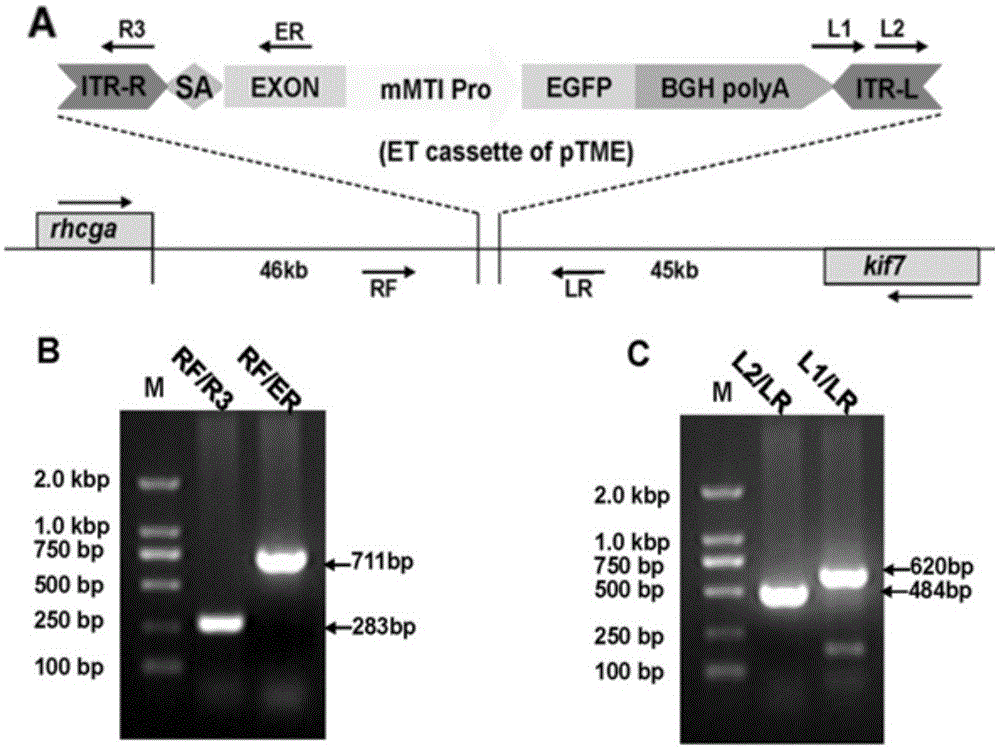 Zebrafish nervous tissue-specific enhancer and cloning and application thereof