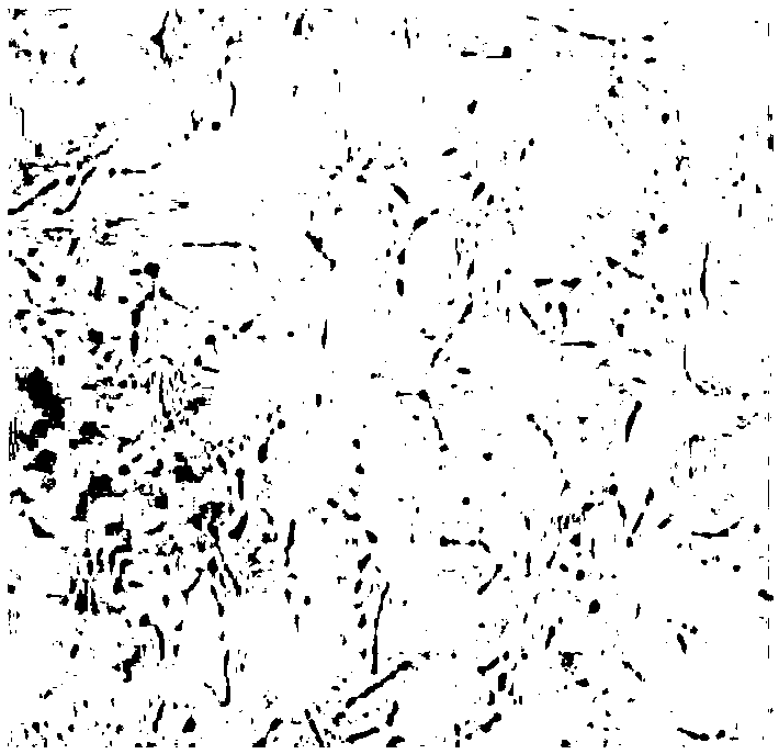 Construction method of human umbilical cord mesenchymal stem cell (UCMSCS) seed bank and detection platform thereof