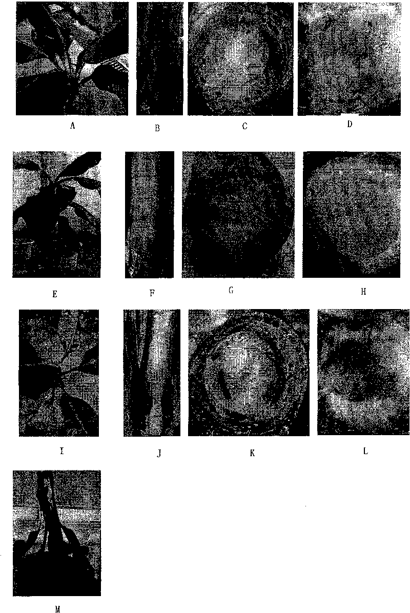 Plant pathogenic fungi antagonistic bacteria strain and its use in control of plant diseases