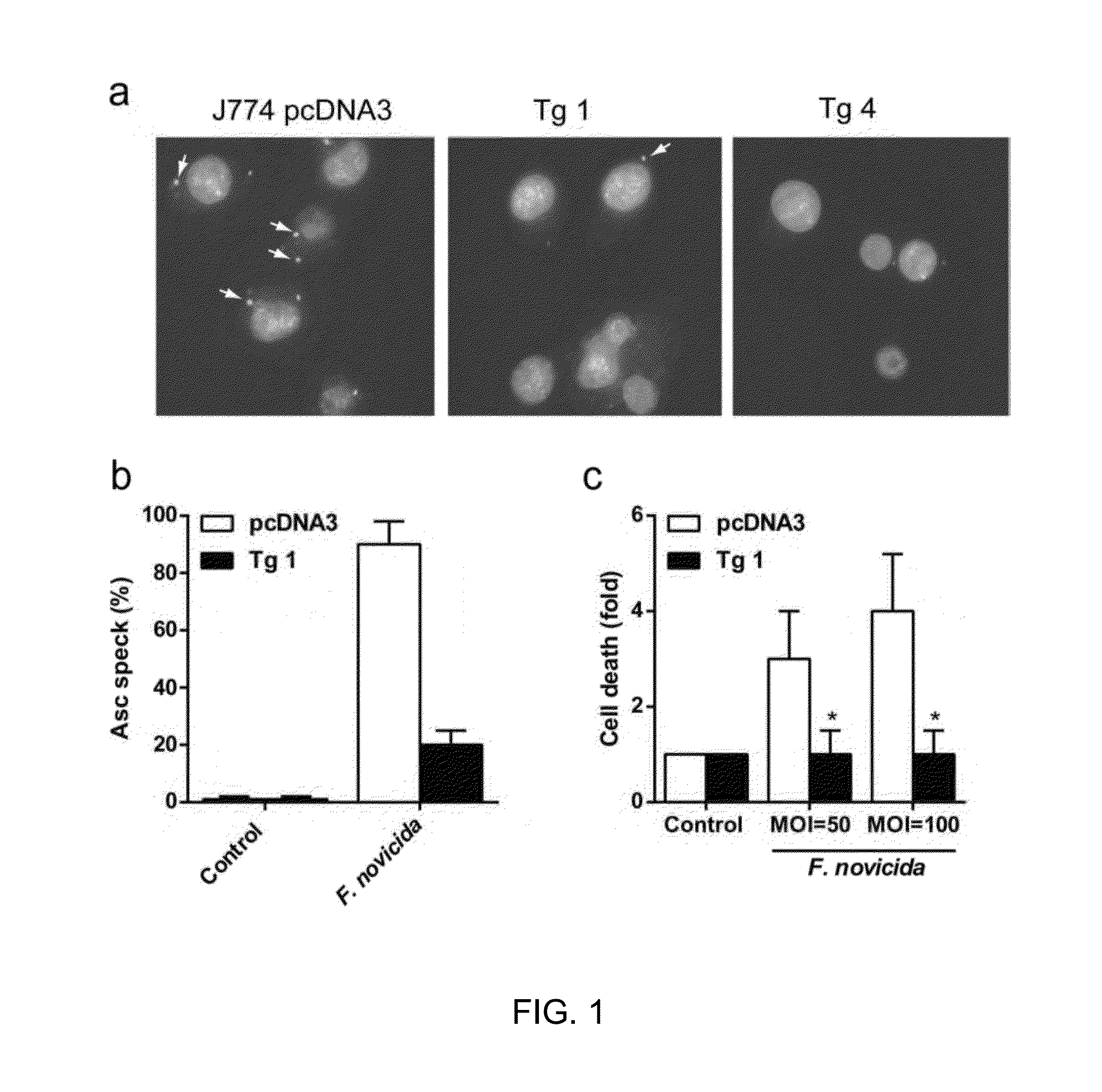 Humanized mice expressing the pyrin domain only protein 2