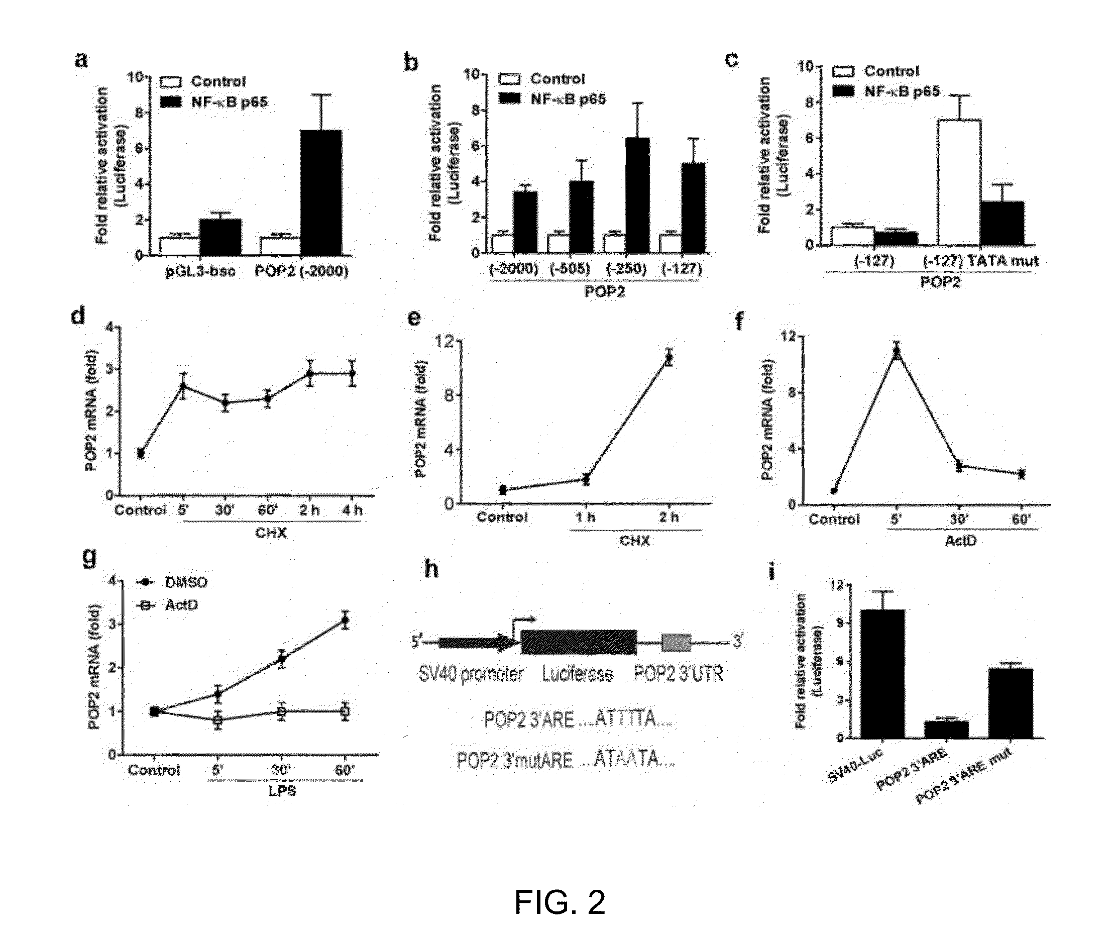 Humanized mice expressing the pyrin domain only protein 2