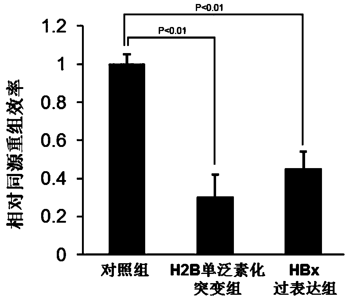 Application of histone H2B mono-ubiquitination for identifying homologous recombination repair defects