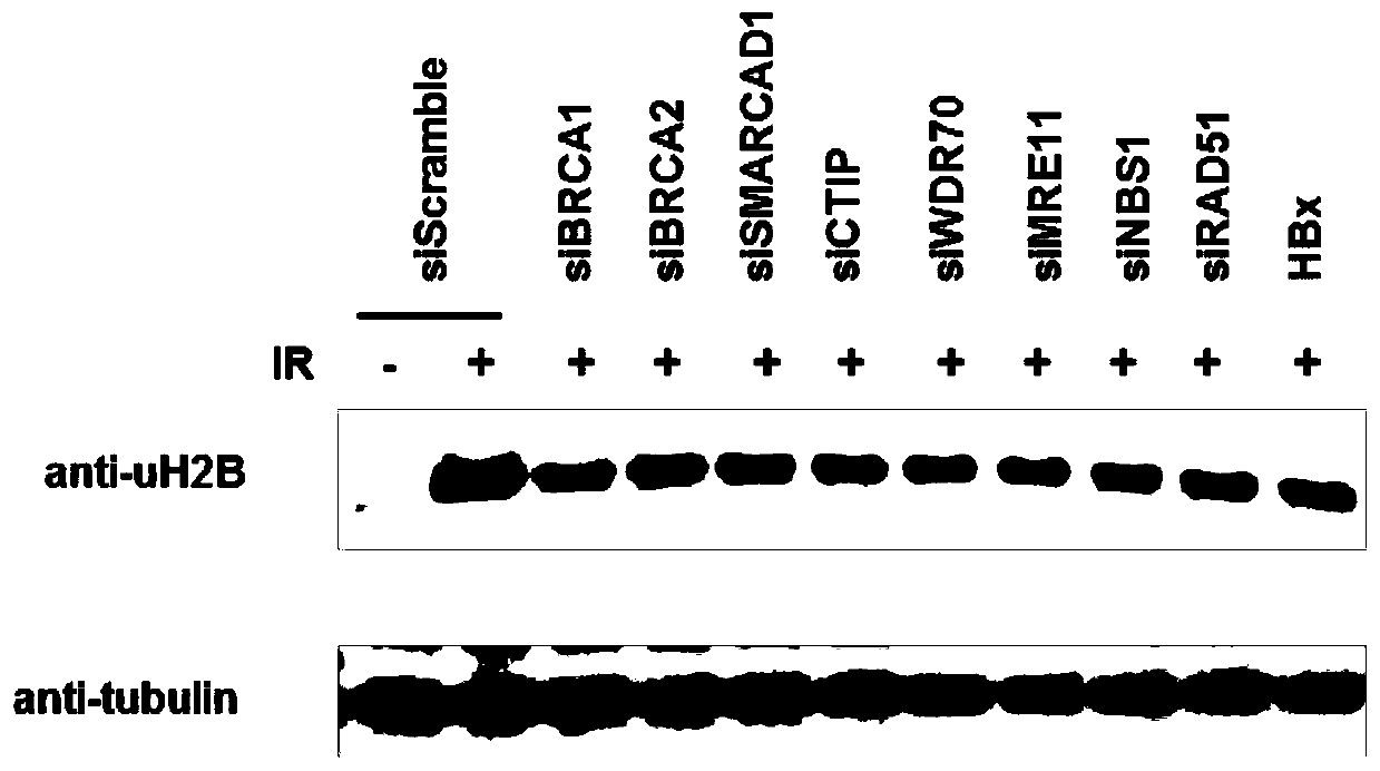 Application of histone H2B mono-ubiquitination for identifying homologous recombination repair defects