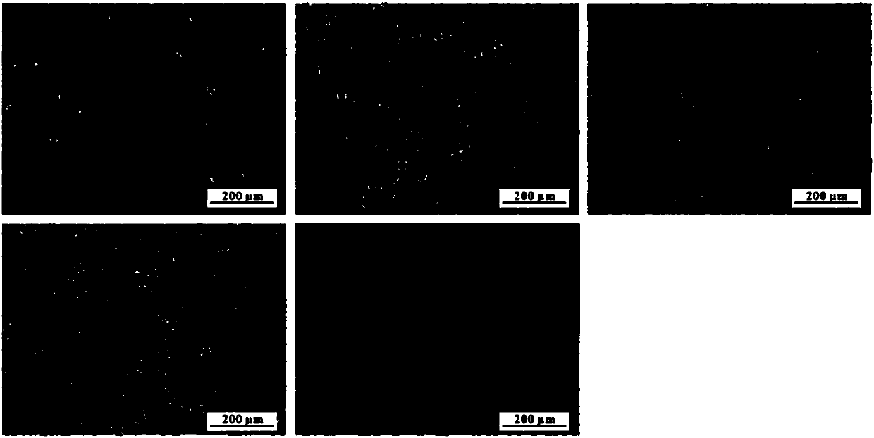 Preparation method and antioxidation application of ethanol extract of flowers of Apios americana Medikus