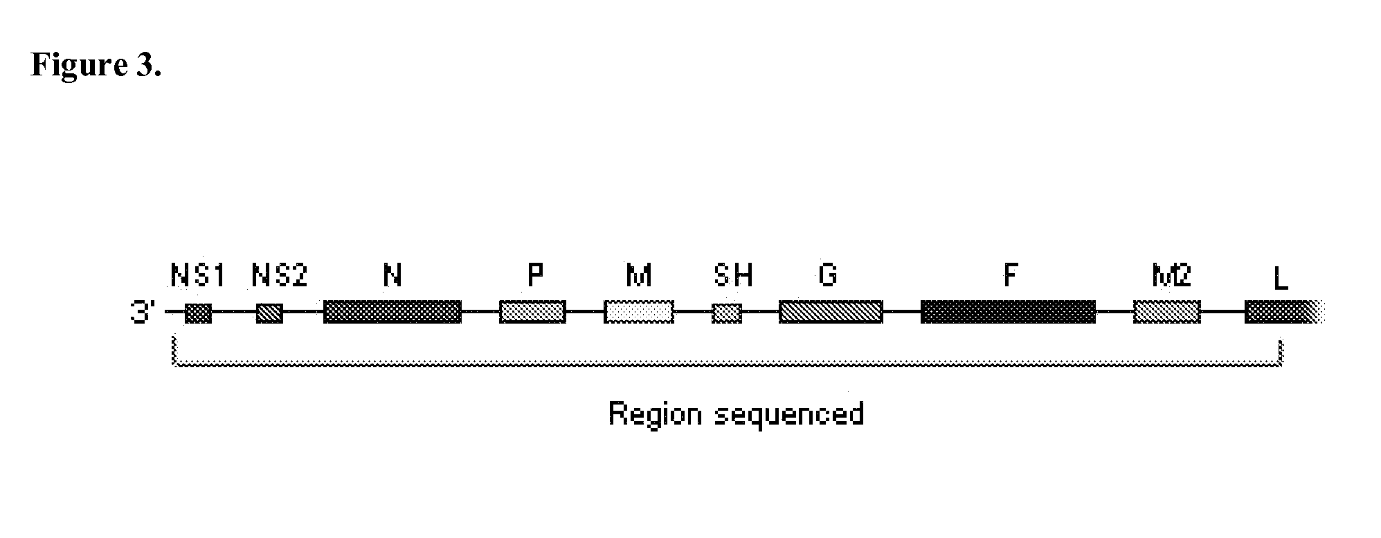 Novel Pneumovirus Compositions and Methods For Using the Same