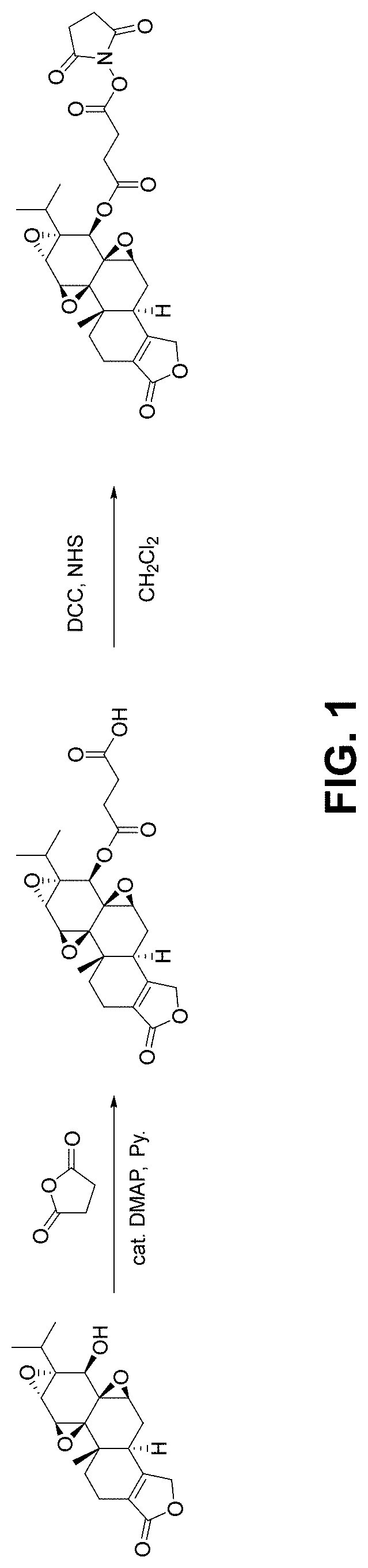 Triptolide antibody conjugates