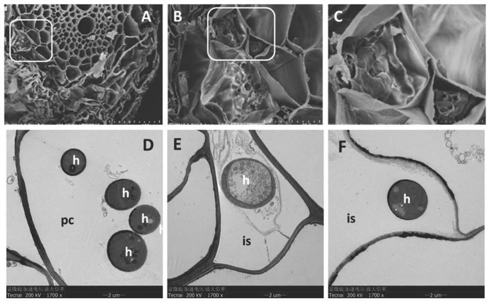 A method for increasing yield and preventing diseases of wheat and its application