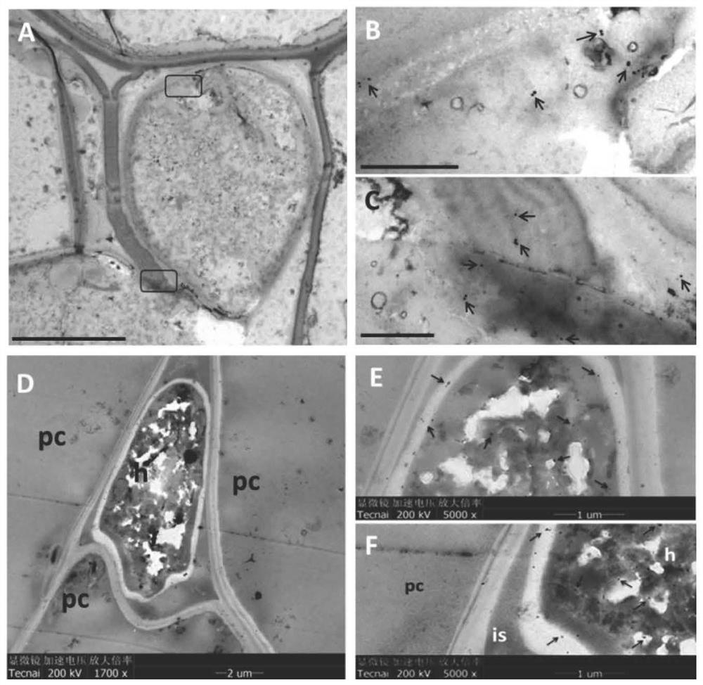 A method for increasing yield and preventing diseases of wheat and its application